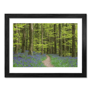 bluebell-woodland-path-spring BF