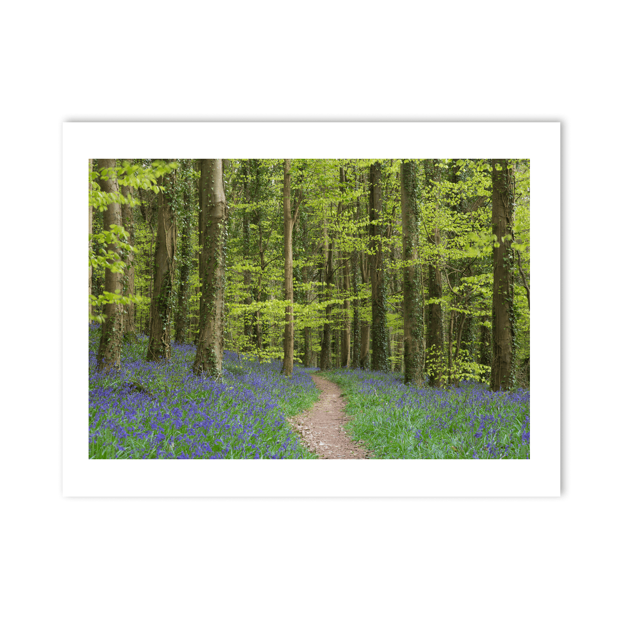 bluebell-woodland-path-spring PM