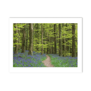 bluebell-woodland-path-spring PM