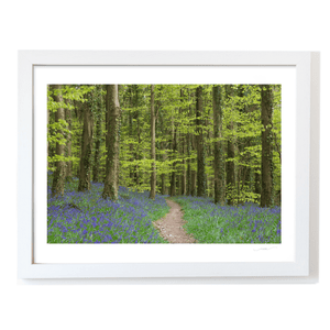 bluebell-woodland-path-spring WF