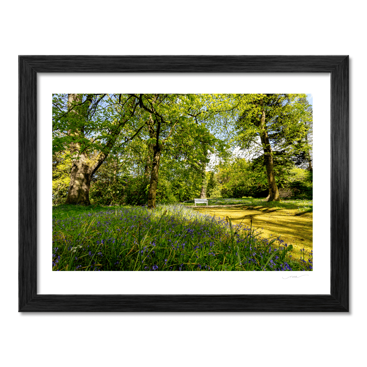 bluebell-woodland-spring-bench-down PM