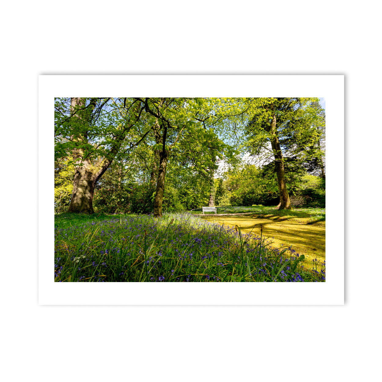 bluebell-woodland-spring-bench-down PM