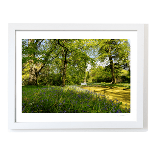 bluebell-woodland-spring-bench-down WF