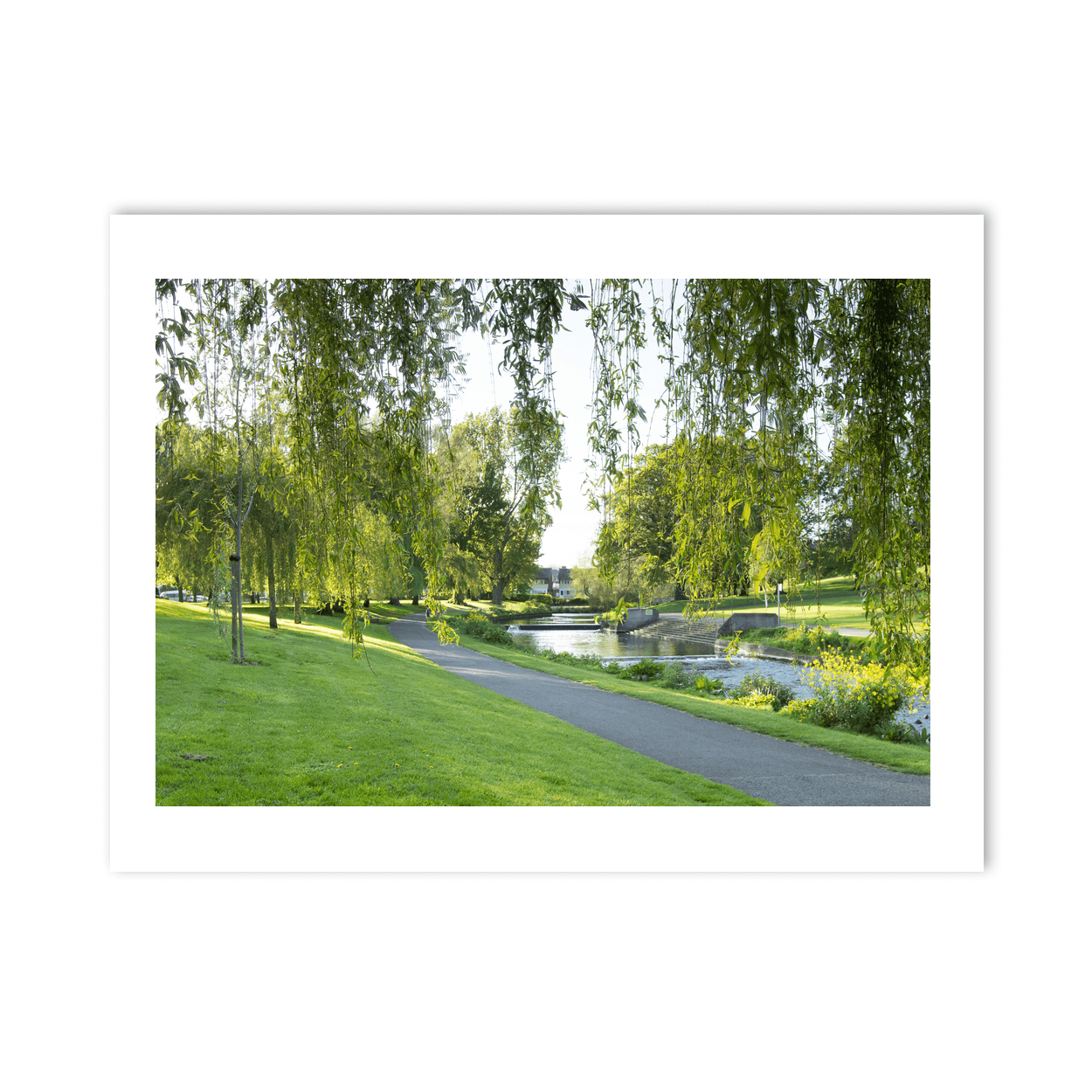 bushy-park-willow-trees-river-pathway PM