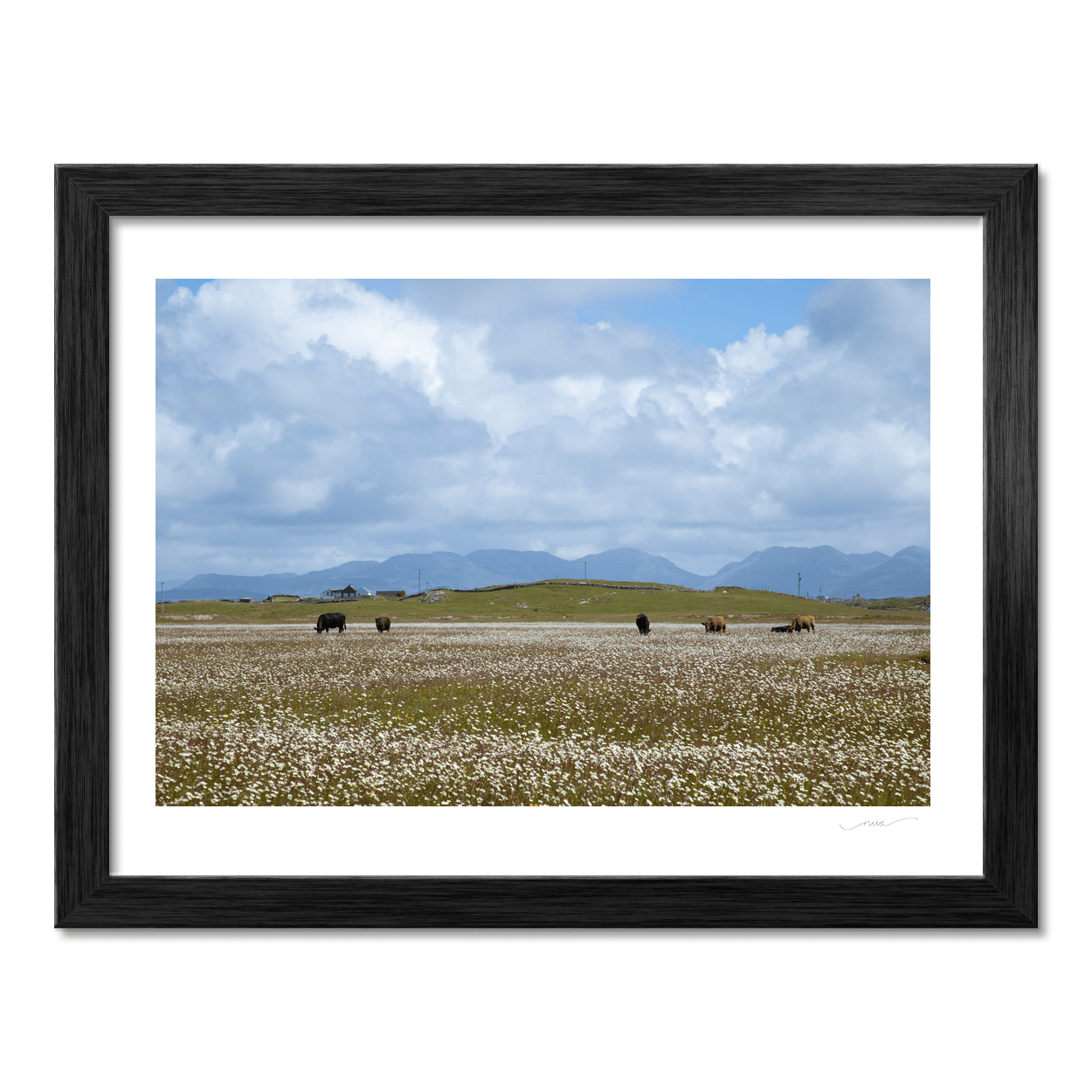 cattle-grazing-silverhill-ballyconneely-connemara PM