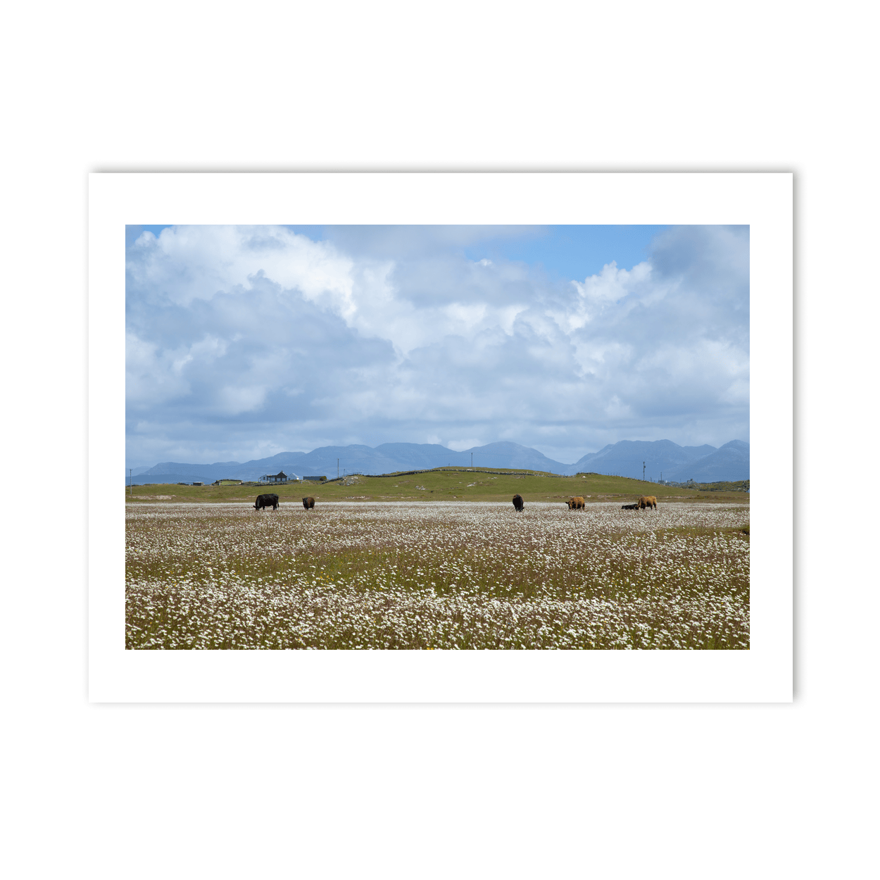 cattle-grazing-silverhill-ballyconneely-connemara PM