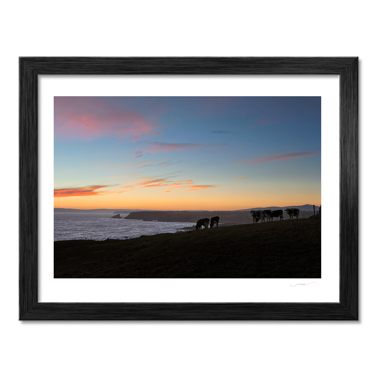 coastal-cows-sunset-cliffs-waterford PM