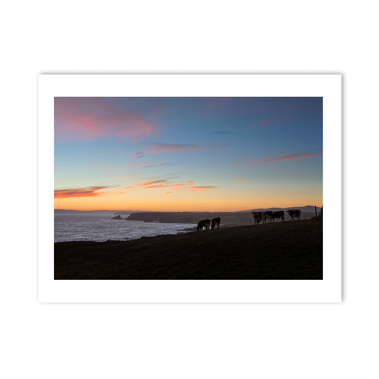 coastal-cows-sunset-cliffs-waterford PM