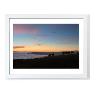 coastal-cows-sunset-cliffs-waterford WF