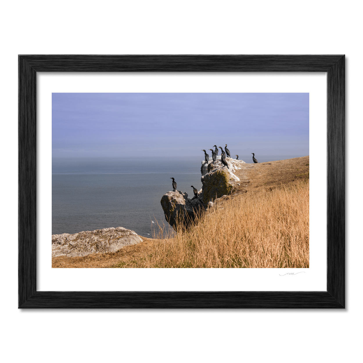 Nua Photography Print Cormorants on Ireland's Eye, Howth Co. Dublin Cormorants on Ireland's Eye Howth | Nua Photography