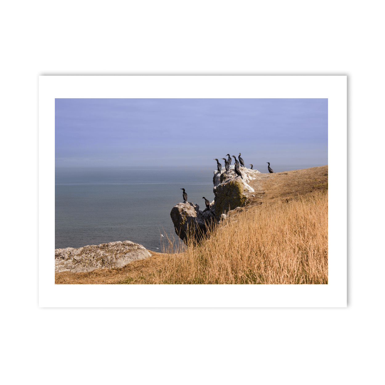 Nua Photography Print Cormorants on Ireland's Eye, Howth Co. Dublin Cormorants on Ireland's Eye Howth | Nua Photography