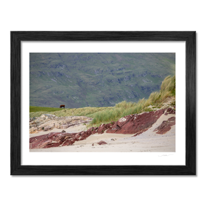 cow-grazing-red-rock-beach-dunes BF