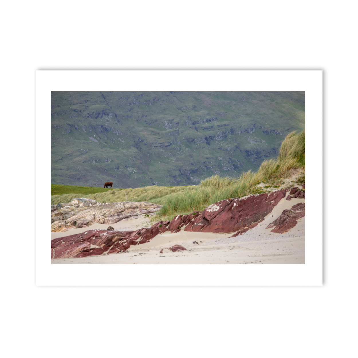 cow-grazing-red-rock-beach-dunes PM