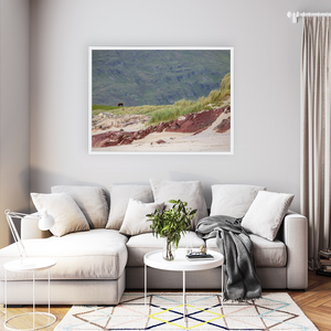 cow-grazing-red-rock-beach-dunes WFW