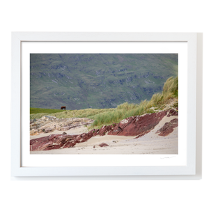cow-grazing-red-rock-beach-dunes WF