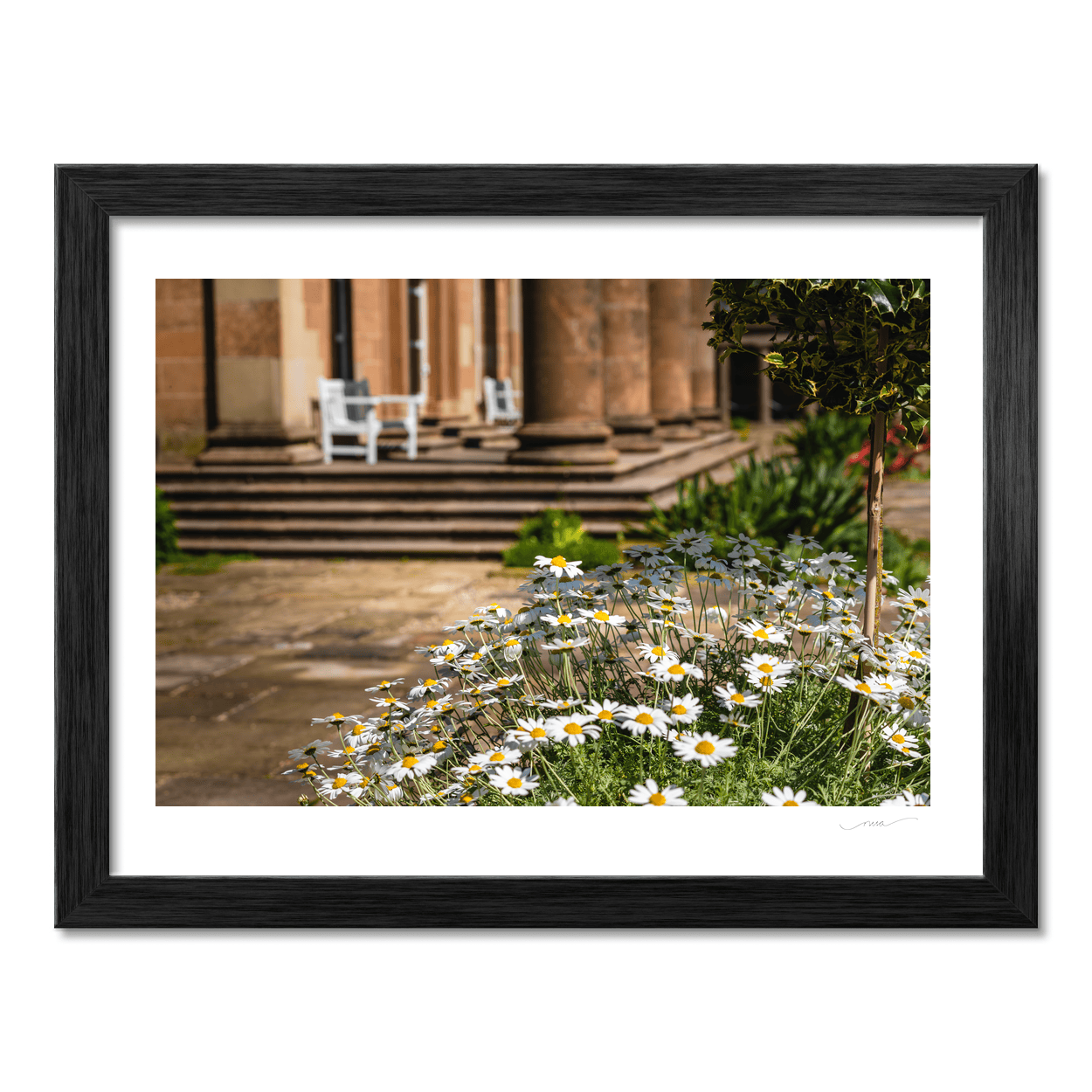 daisies-historic-sandstone-manor-gardens PM