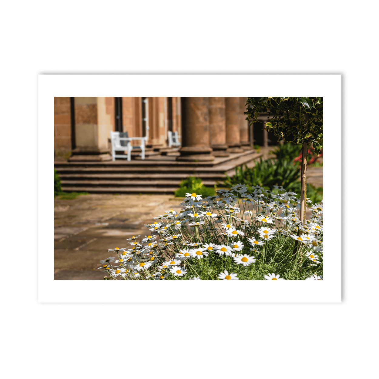 daisies-historic-sandstone-manor-gardens PM