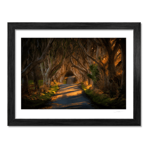 dark-hedges-golden-light-beech-trees BF