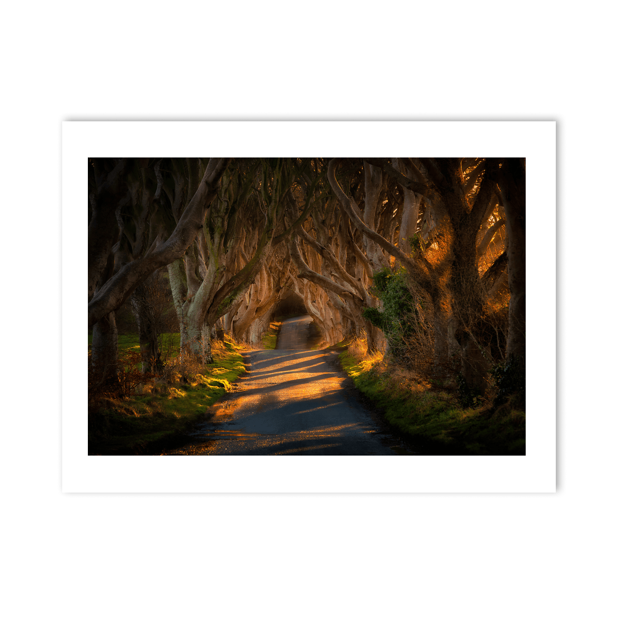dark-hedges-golden-light-beech-trees PM