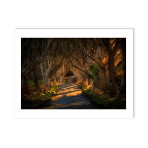 dark-hedges-golden-light-beech-trees PM
