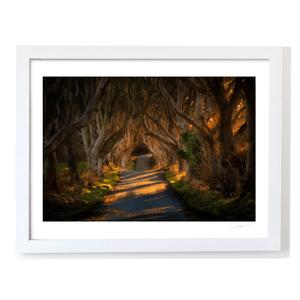 dark-hedges-golden-light-beech-trees WF