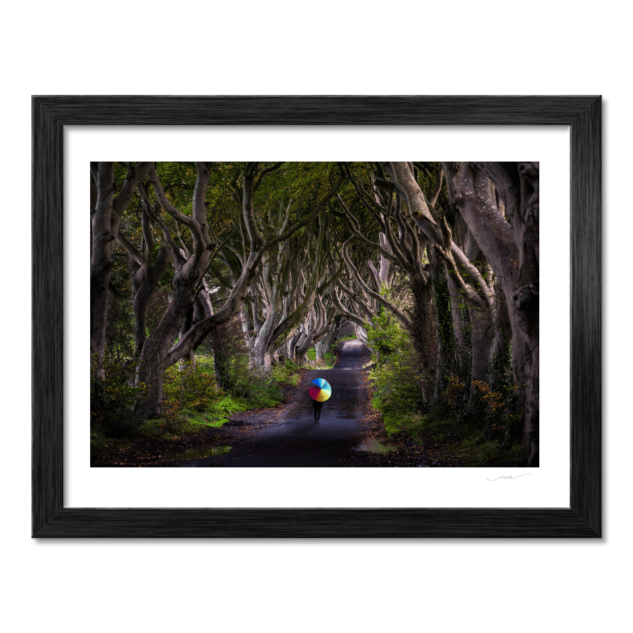 dark-hedges-rainbow-umbrella-autumn PM