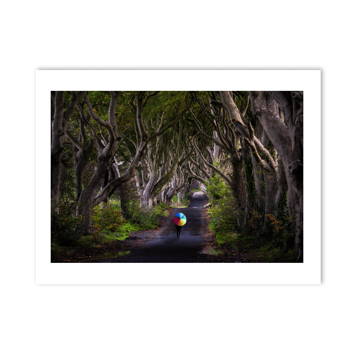 dark-hedges-rainbow-umbrella-autumn PM