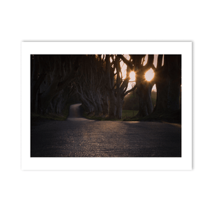 dark-hedges-sunrise-sunburst-beech-trees PM