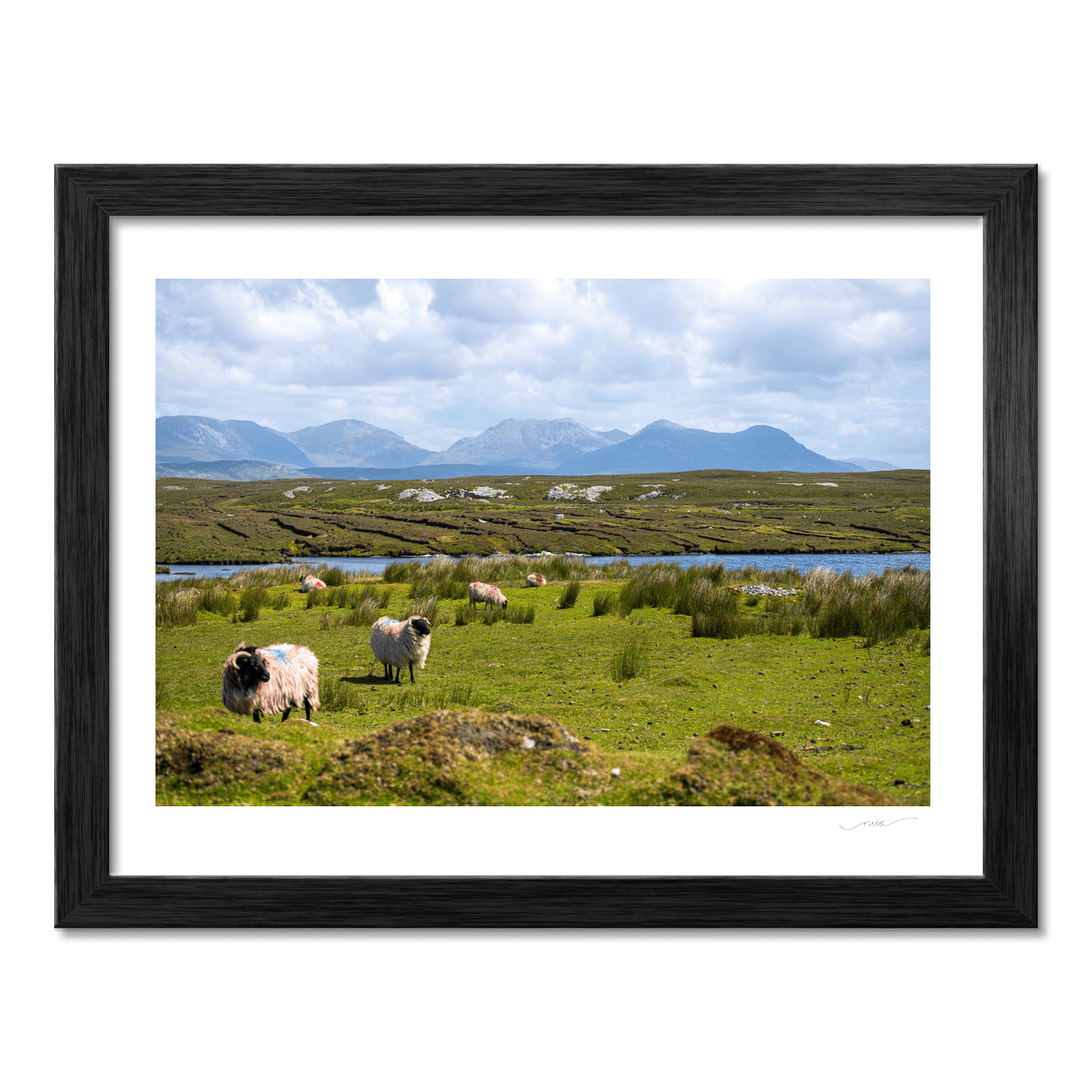 derrigimlagh-connemara-sheep-twelve-bens PM