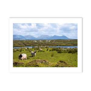 derrigimlagh-connemara-sheep-twelve-bens PM
