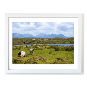 derrigimlagh-connemara-sheep-twelve-bens WF