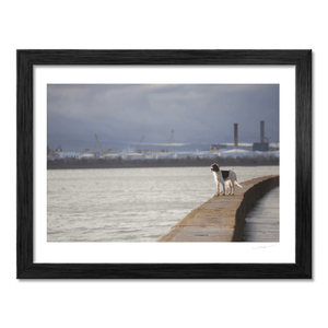 Nua Photography Print Dog on the Seawall with Dublin Port View, Dublin City Dog on Dublin Seawall with Port View Print | Nua Photography