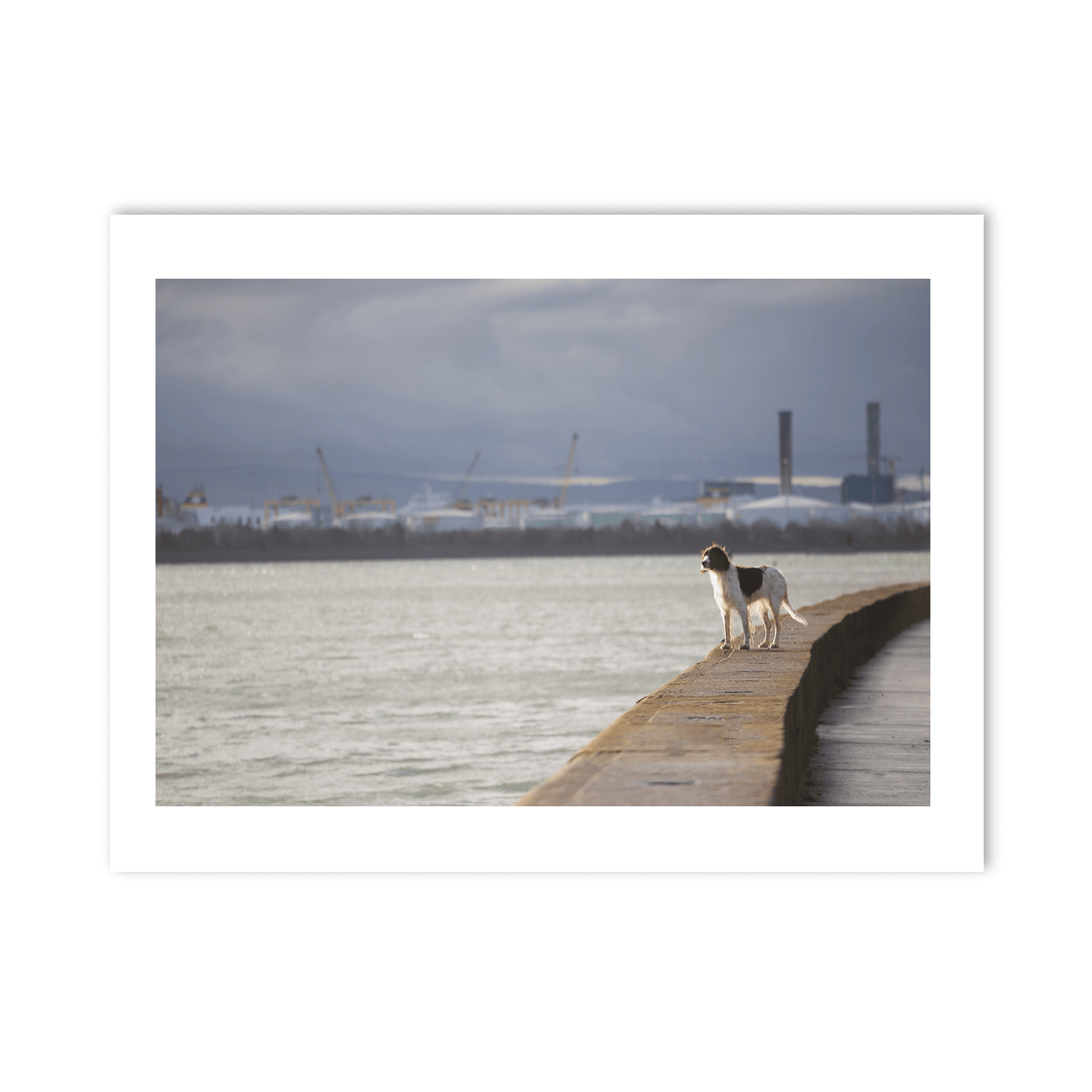 Nua Photography Print Dog on the Seawall with Dublin Port View, Dublin City Dog on Dublin Seawall with Port View Print | Nua Photography