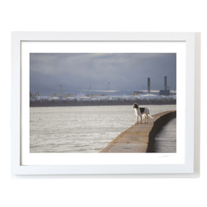 Nua Photography Print Dog on the Seawall with Dublin Port View, Dublin City Dog on Dublin Seawall with Port View Print | Nua Photography