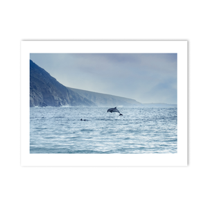 dolphins-leaping-wild-atlantic-way-cliffs PM