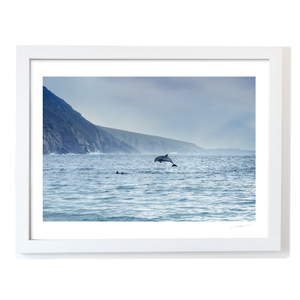 dolphins-leaping-wild-atlantic-way-cliffs WF