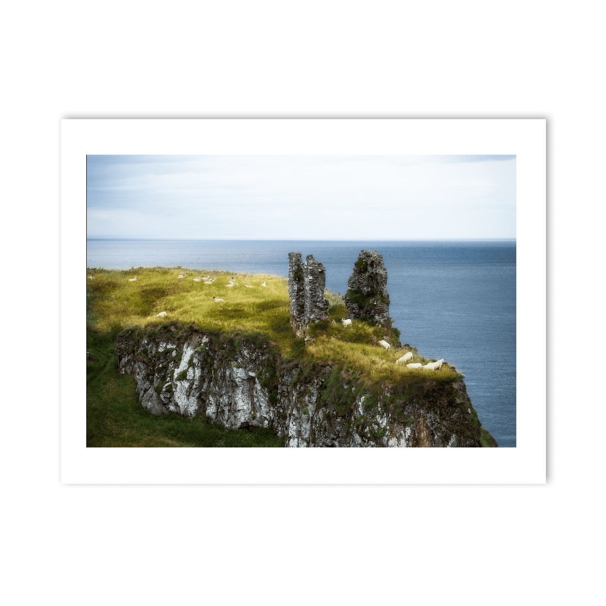 dunseverick-castle-ruins-sheep-grazing-cliffs PM