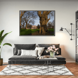 farmleigh-house-ancient-trees-winter BFW