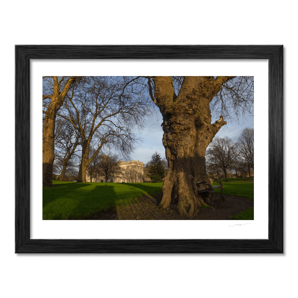 farmleigh-house-ancient-trees-winter PM
