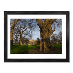 farmleigh-house-ancient-trees-winter BF