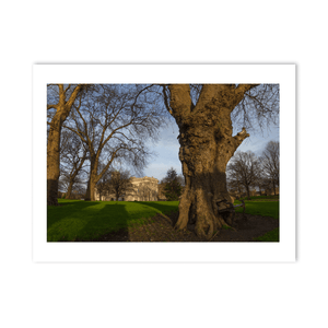 farmleigh-house-ancient-trees-winter PM