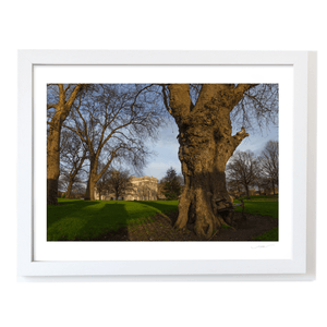farmleigh-house-ancient-trees-winter WF