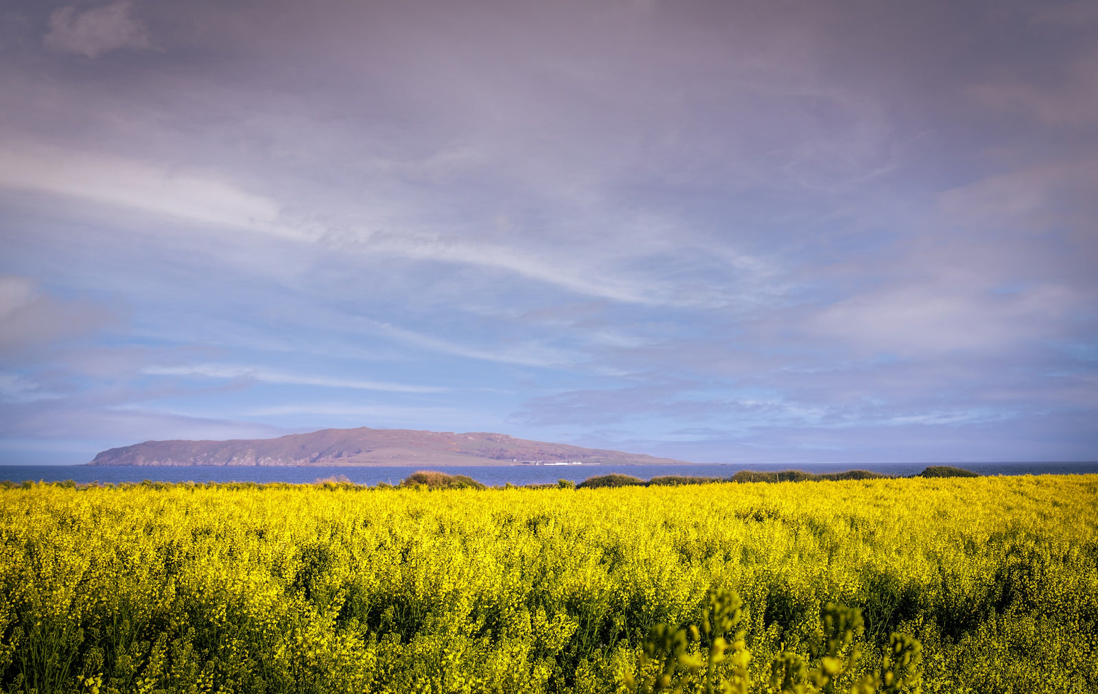 Fields of Gold, limited 16 x 12 inch Nua Photography print