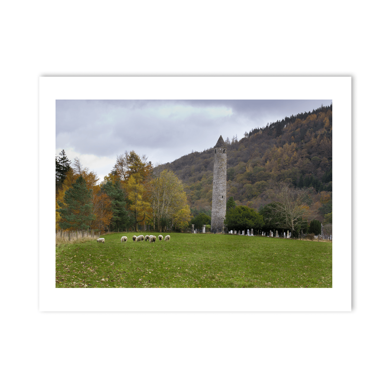 glendalough-round-tower-autumn-sheep-grazing PM