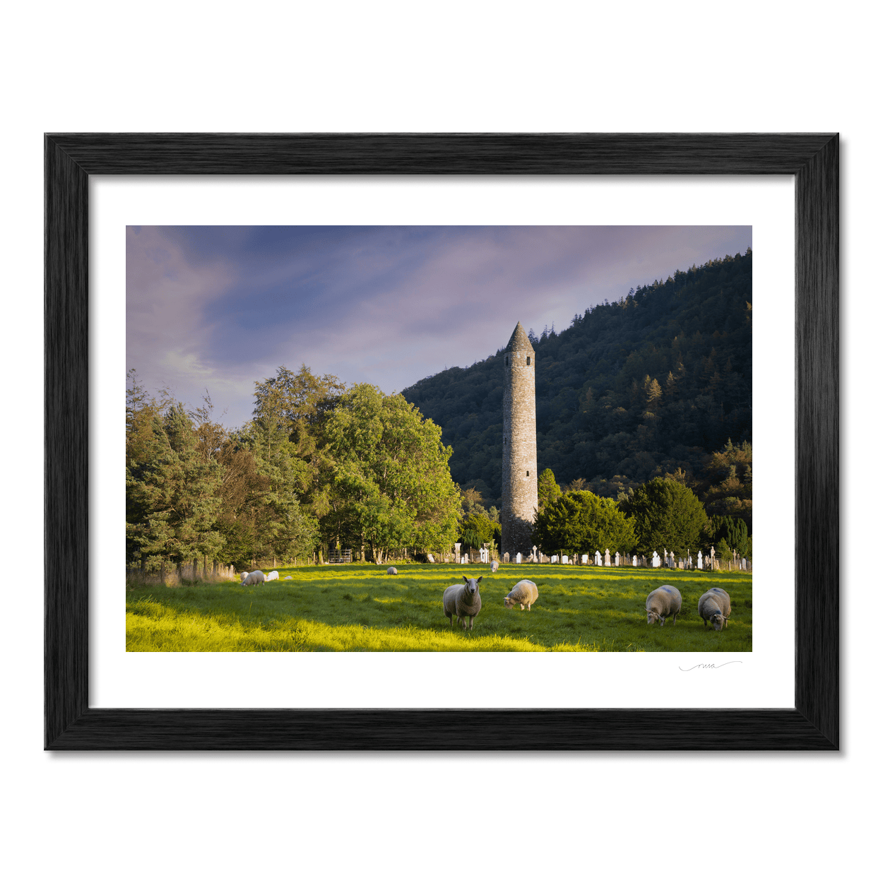 glendalough-round-tower-sheep-golden-hour PM