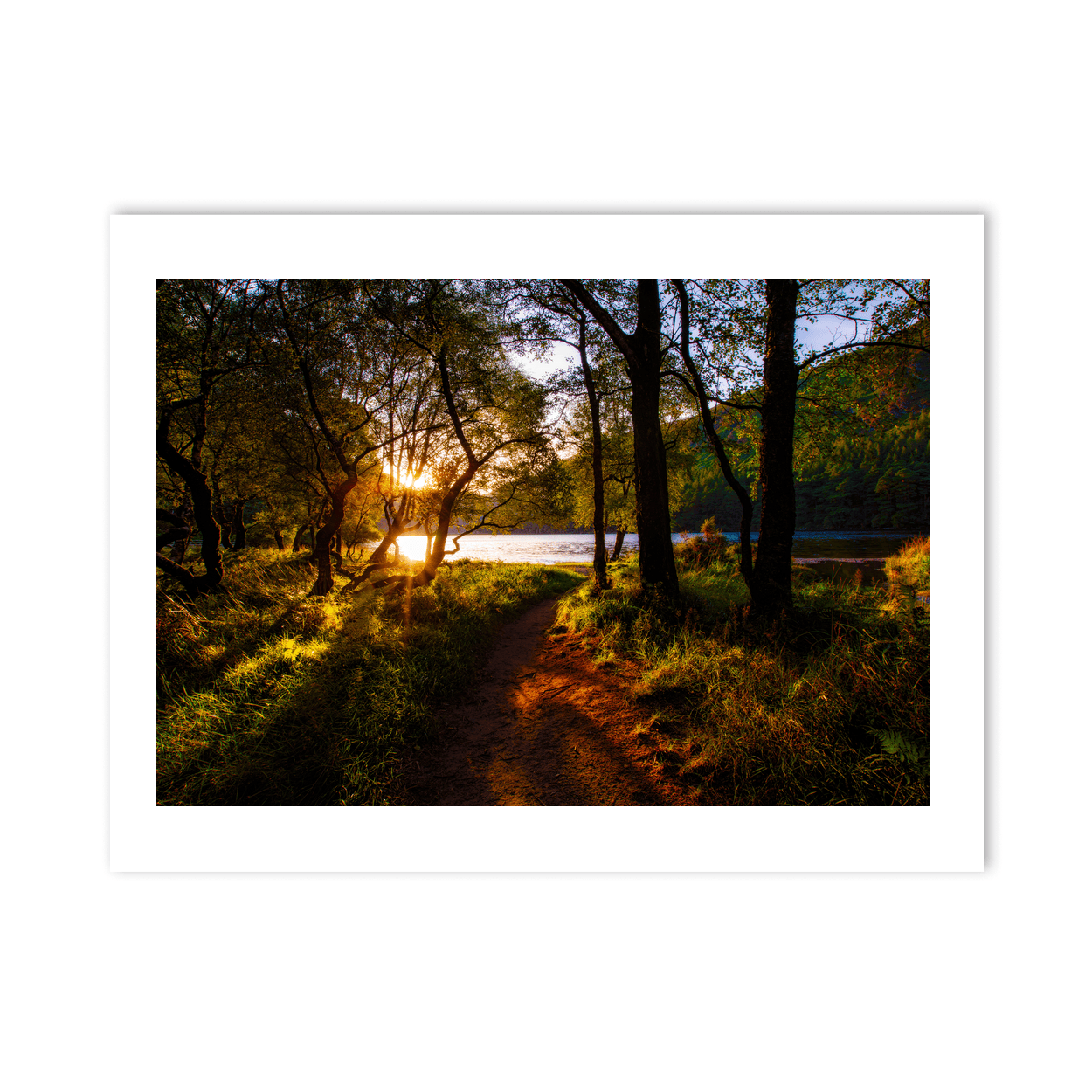 glendalough-woodland-path-golden-sunset PM