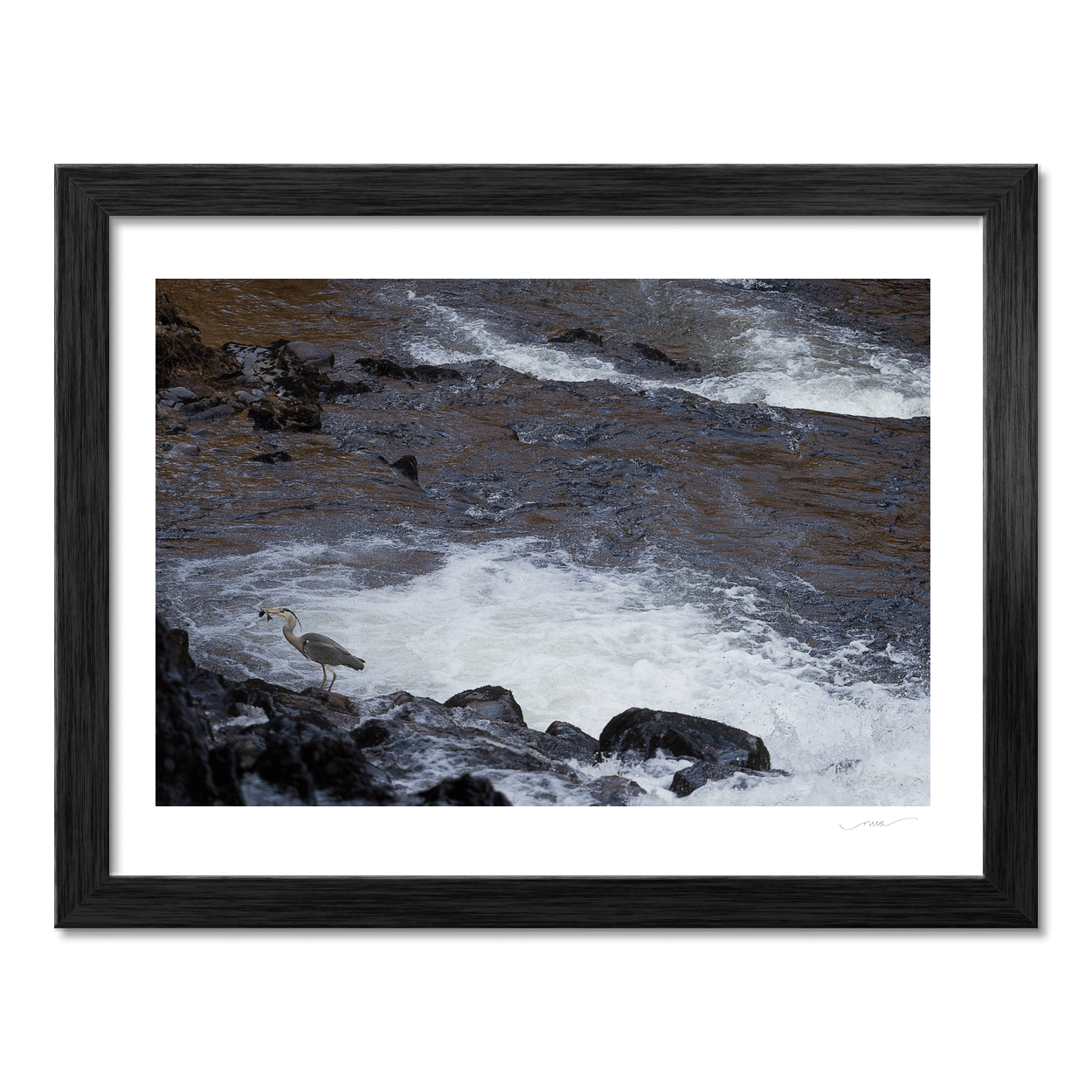 Nua Photography Print Grey Heron Fishing the River Rapids, Wales Grey Heron Fishing River Rapids Wales Print | Nua Photography