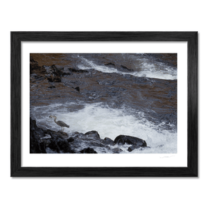 Nua Photography Print Grey Heron Fishing the River Rapids, Wales Grey Heron Fishing River Rapids Wales Print | Nua Photography