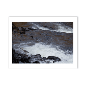 Nua Photography Print Grey Heron Fishing the River Rapids, Wales Grey Heron Fishing River Rapids Wales Print | Nua Photography