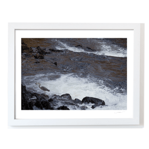 Nua Photography Print Grey Heron Fishing the River Rapids, Wales Grey Heron Fishing River Rapids Wales Print | Nua Photography